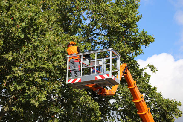 Best Residential Tree Removal  in Temesl Valley, CA